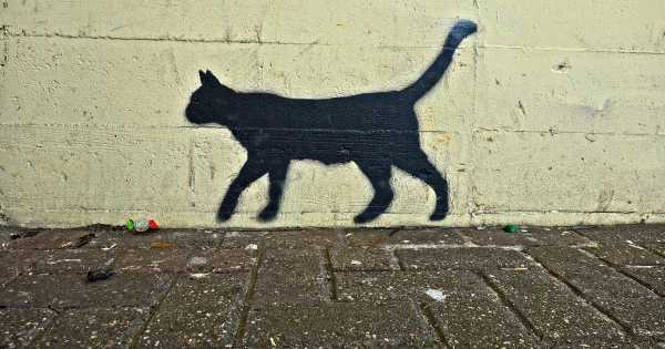 Black Cat Meow Attack Gato