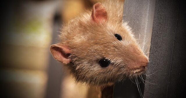 Norte-coreanos Contaminam O NPM COM RATS